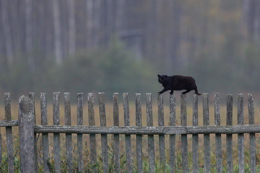 Cat #6