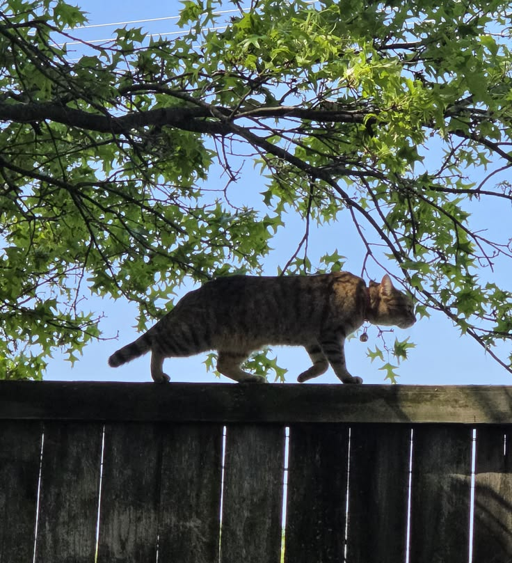 Cat #8